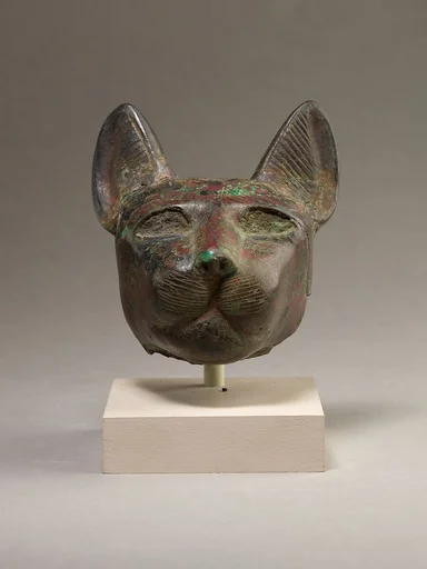 Head of a cat