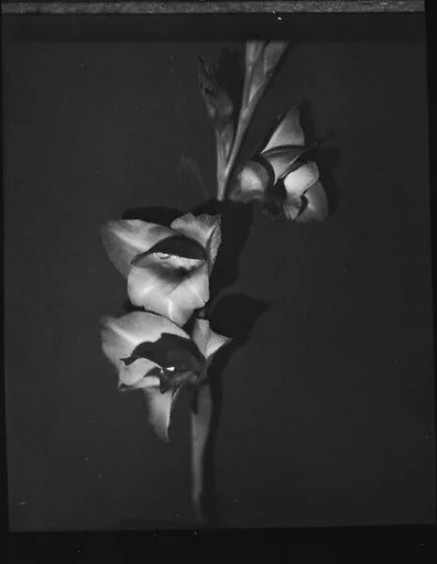 [Gladiola, Darien, Connecticut]