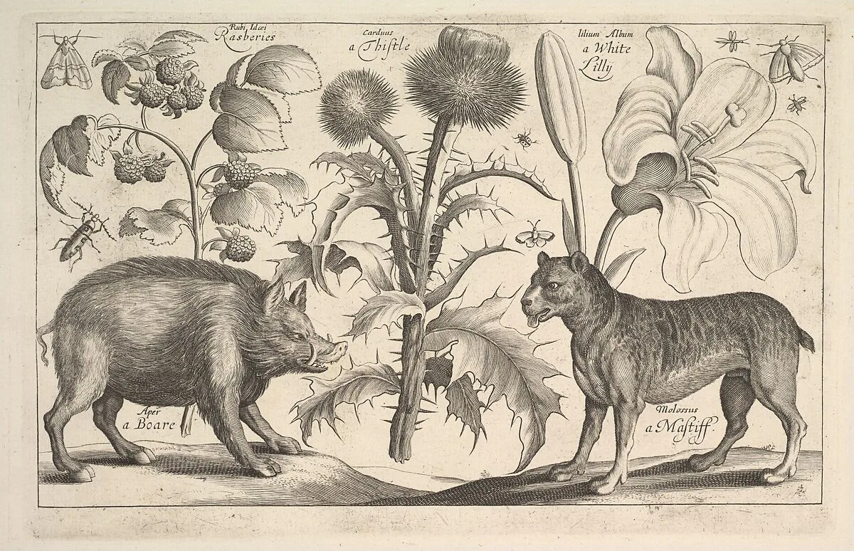 Boar and Mastiff — Wenceslaus Hollar
