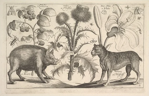 Boar and Mastiff