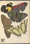 Papillons, Pl. 12 — Emile-Allain Séguy|Tolmer Editeur