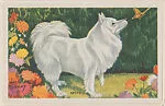 Spitz from Our Friend – the Dog Educational Pictures (W608-4) — Unknown