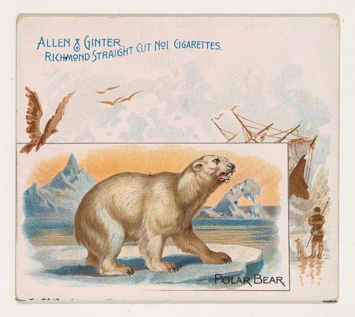 Polar Bear, from Quadrupeds series (N41) for Allen & Ginter Cigarettes — Allen & Ginter|Lindner, Eddy & Claus