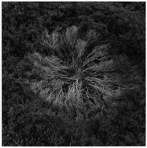 Cape Cod — Harry Callahan