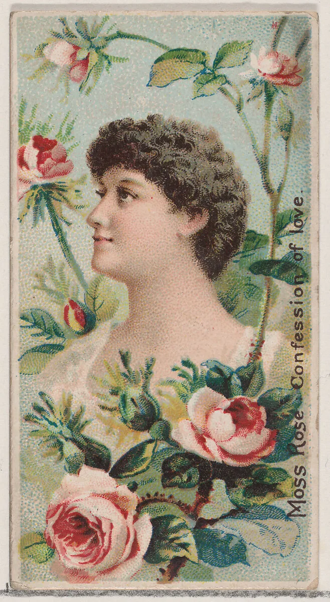 Moss Rose: Confession of Love, from the series Floral Beauties and Language of Flowers (N75) for Duke brand cigarettes — Donaldson Brothers|American Tobacco Company
