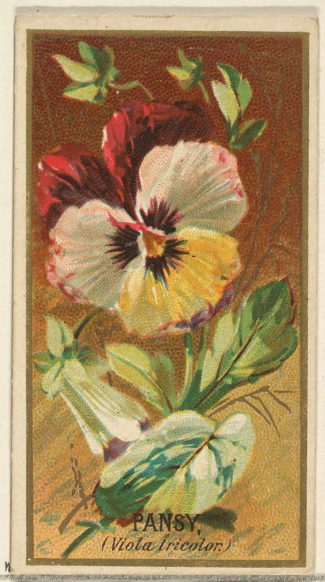 Pansy (Viola tricolor), from the Flowers series for Old Judge Cigarettes — Goodwin & Company|George S. Harris & Sons
