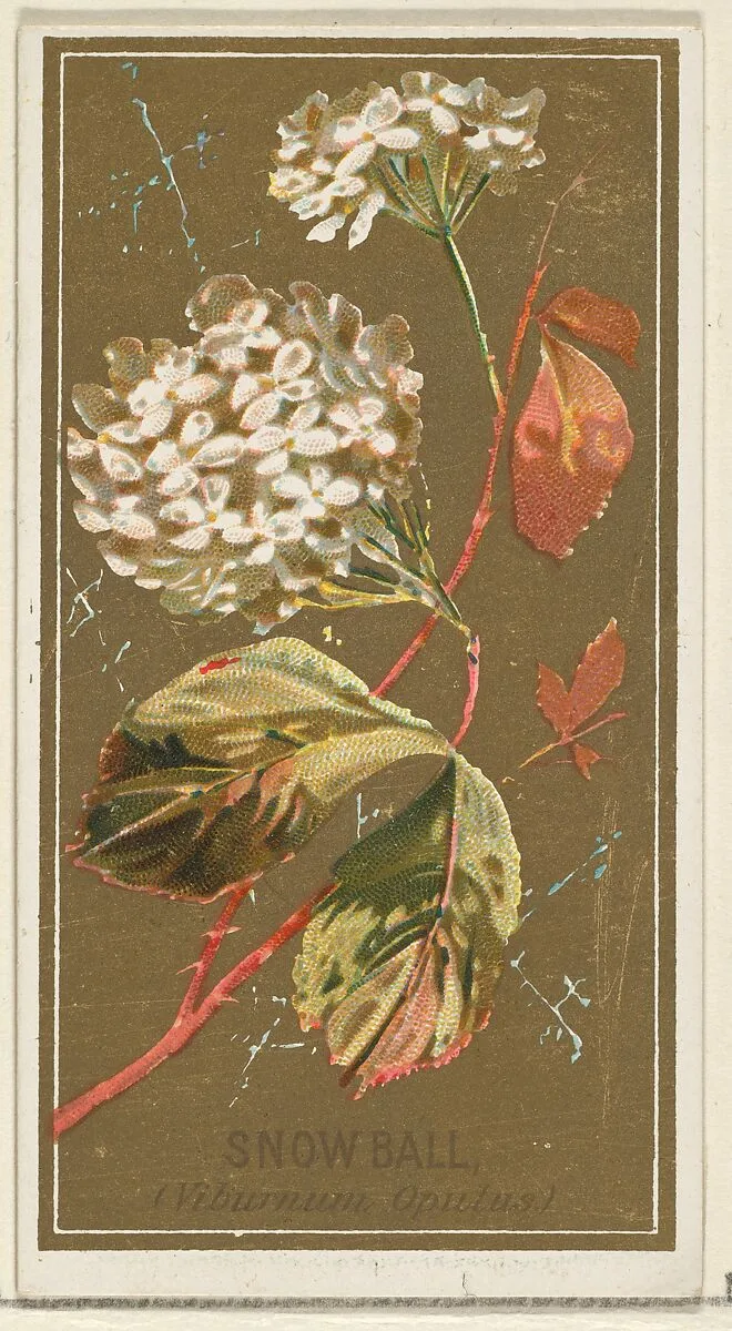 Snowball (Viburnum Oputus), from the Flowers series for Old Judge Cigarettes — Goodwin & Company|George S. Harris & Sons