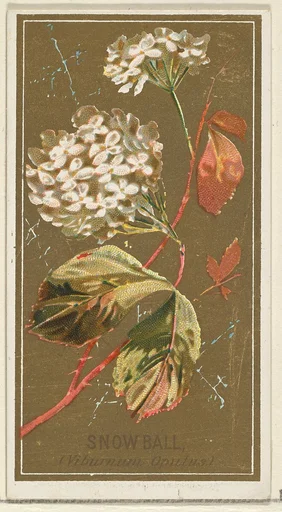 Snowball (Viburnum Oputus), from the Flowers series for Old Judge Cigarettes