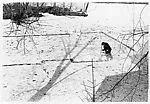 Gallery Transplant — Unknown|Dennis Oppenheim