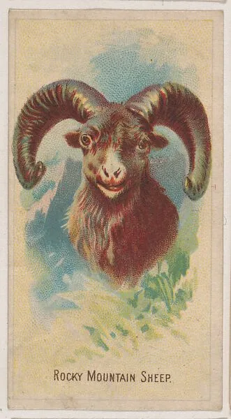 Rocky Mountain Sheep, collector card from the Animal Pictures series (D8), issued by the Weber Baking Company to promote Onist Milk and Pullman Bread — Weber Baking Company