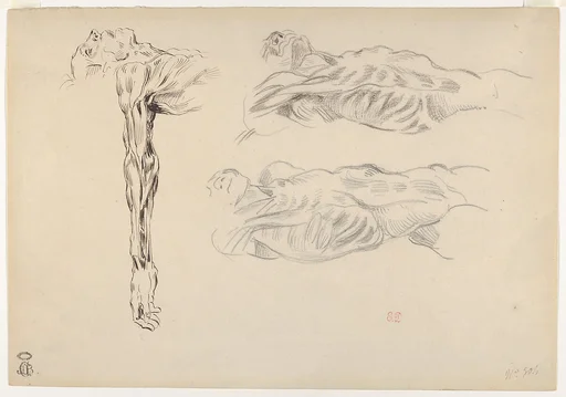 Écorché: Three Studies of a Male Cadaver