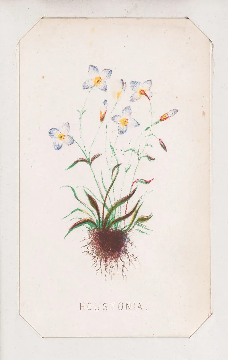 Houstonia card from the Plant with Root series — Louis Prang & Co.
