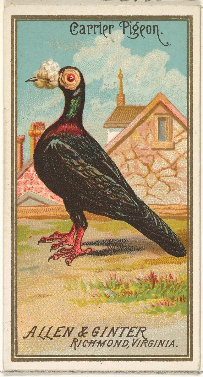 Carrier Pigeon, from the Birds of America series (N4) for Allen & Ginter Cigarettes Brands — Allen & Ginter