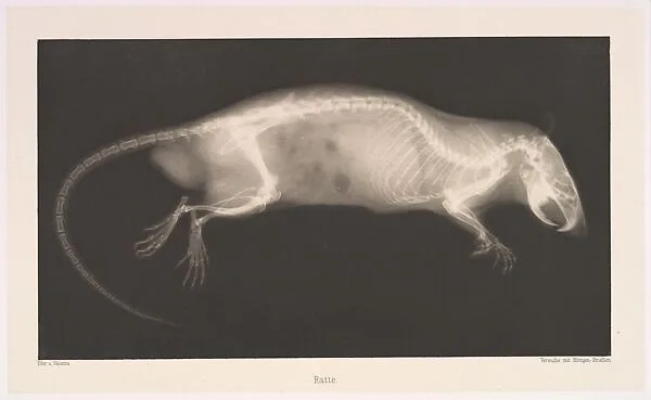 Ratte — Josef Maria Eder|Eduard Valenta