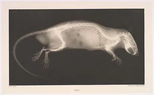 Ratte