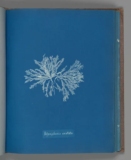 Polysiphonia cristata