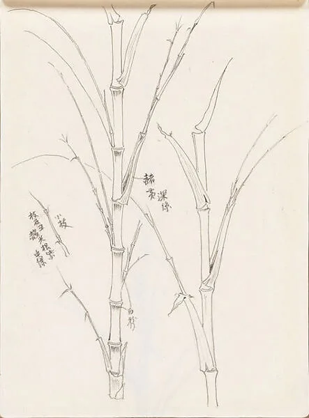 現代 謝稚柳 竹圖 冊頁|Bamboo — Xie Zhiliu