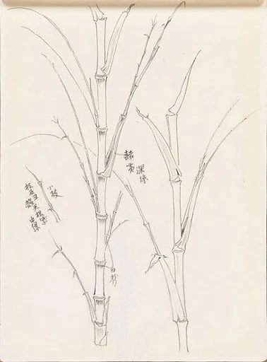 現代 謝稚柳 竹圖 冊頁|Bamboo