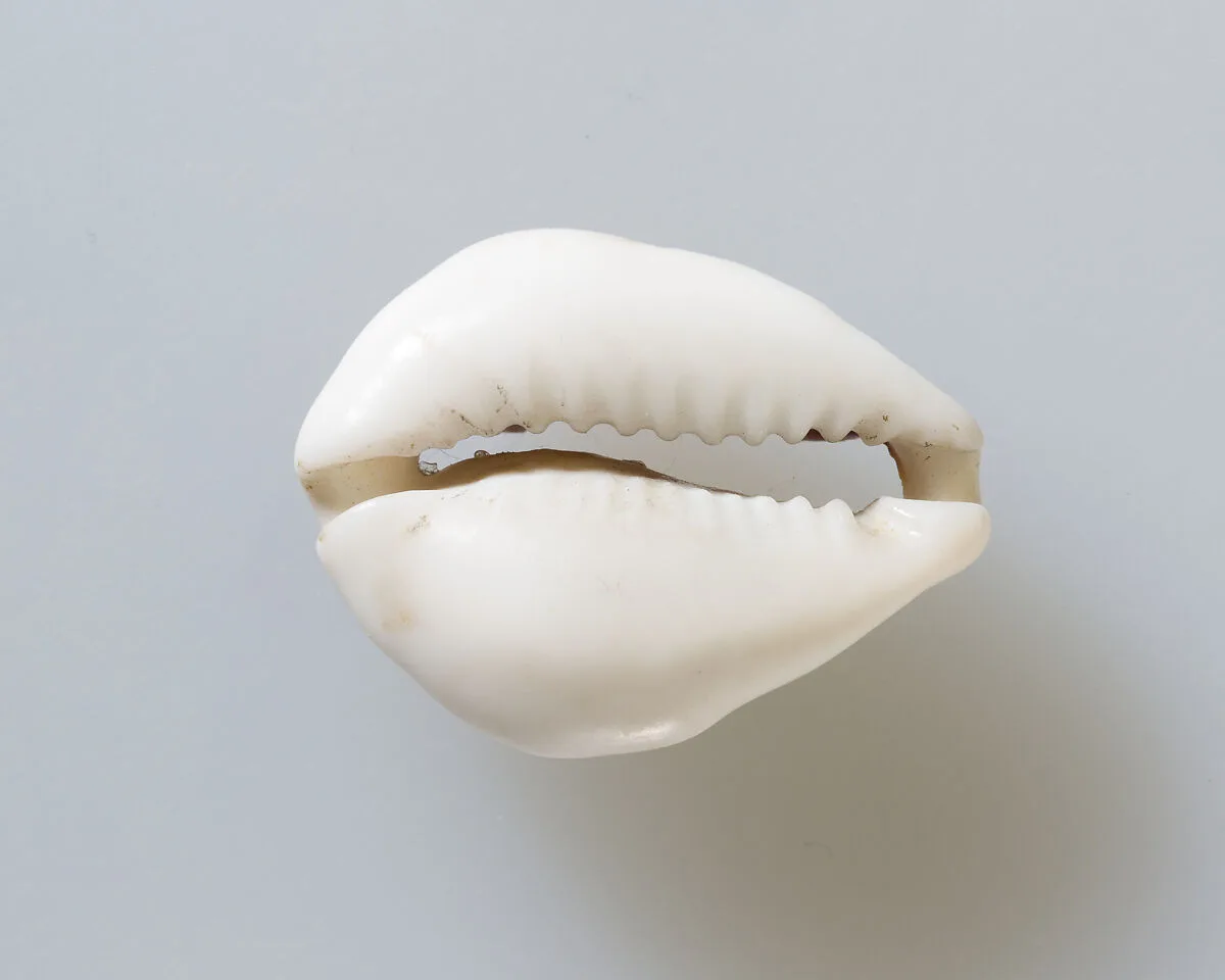 Cowrie shell — Unknown