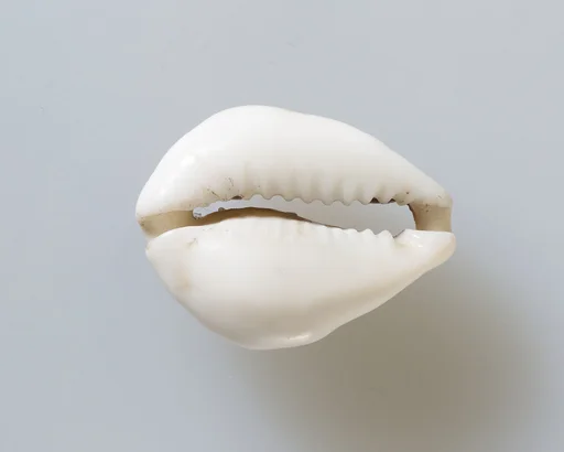 Cowrie shell