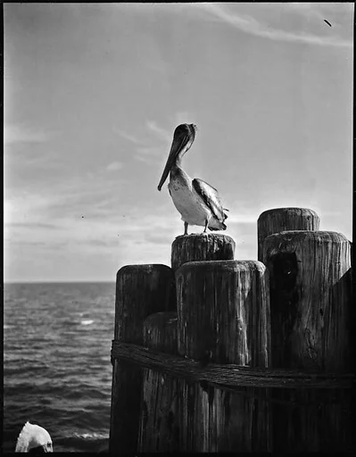 [Pelican on Dock Piling, Florida]