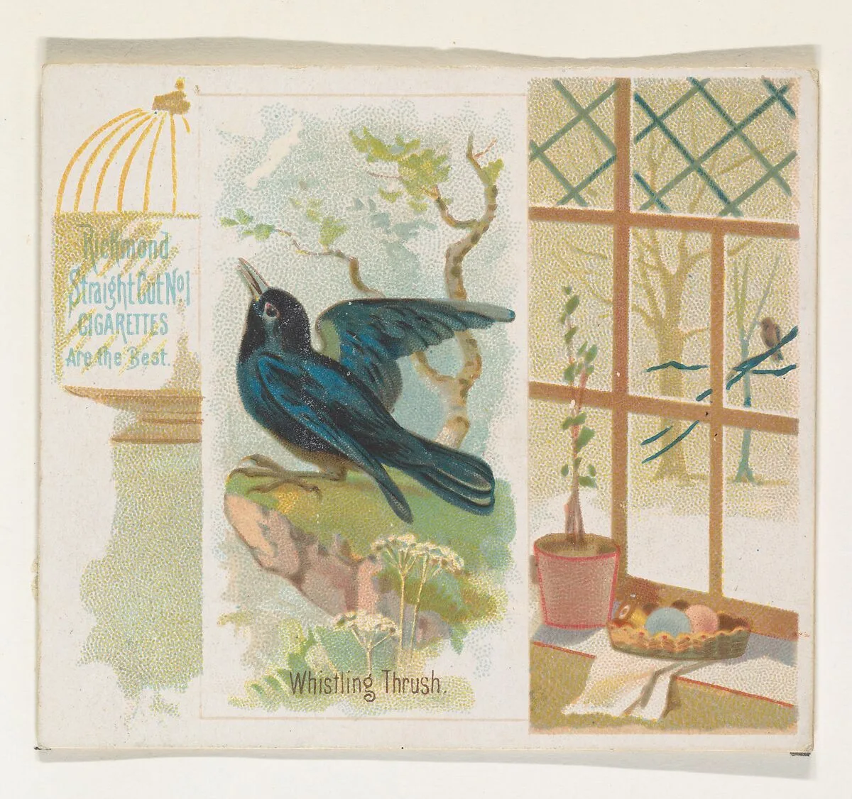 Whistling Thrush, from the Song Birds of the World series (N42) for Allen & Ginter Cigarettes — Allen & Ginter|George S. Harris & Sons