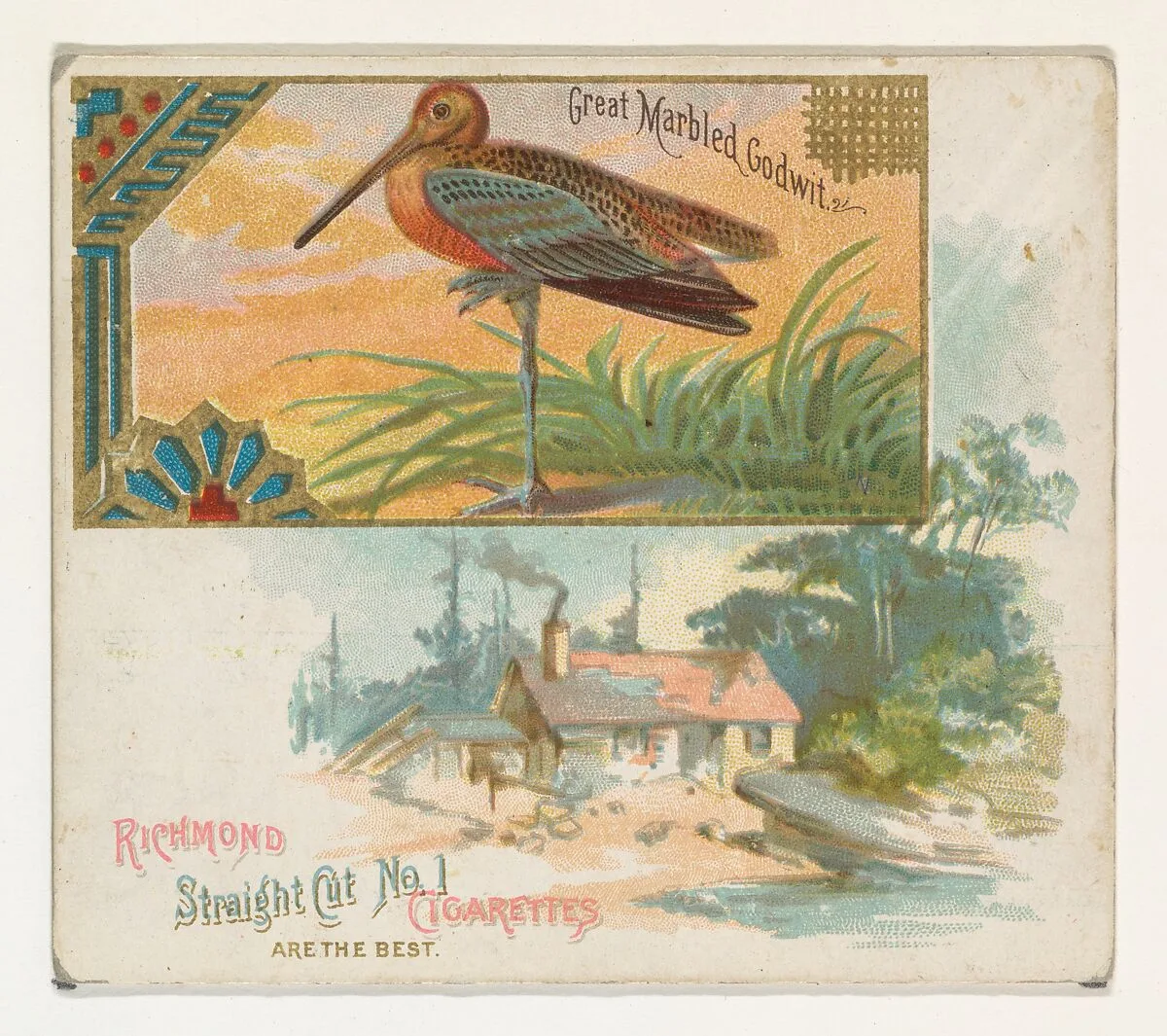 Great Marbled Godwit, from the Game Birds series (N40) for Allen & Ginter Cigarettes — Allen & Ginter