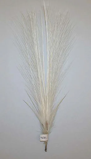 Aigrette
