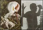 Soul (Rare View) — John Baldessari