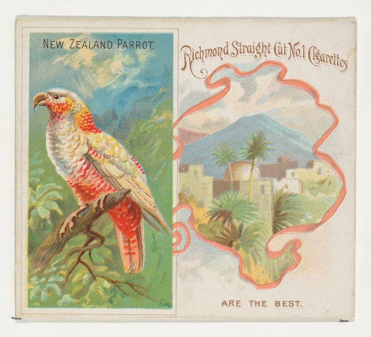 New Zealand Parrot, from Birds of the Tropics series (N38) for Allen & Ginter Cigarettes — Allen & Ginter|George S. Harris & Sons