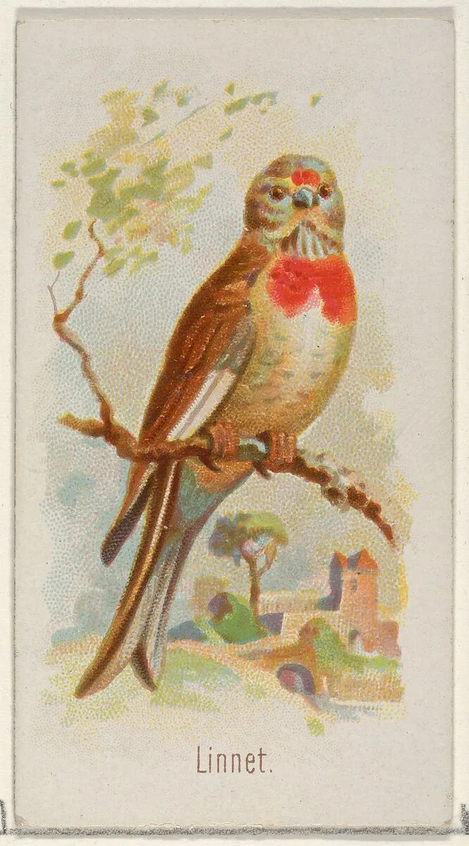 Linnet, from the Song Birds of the World series (N23) for Allen & Ginter Cigarettes — George S. Harris & Sons|Allen & Ginter