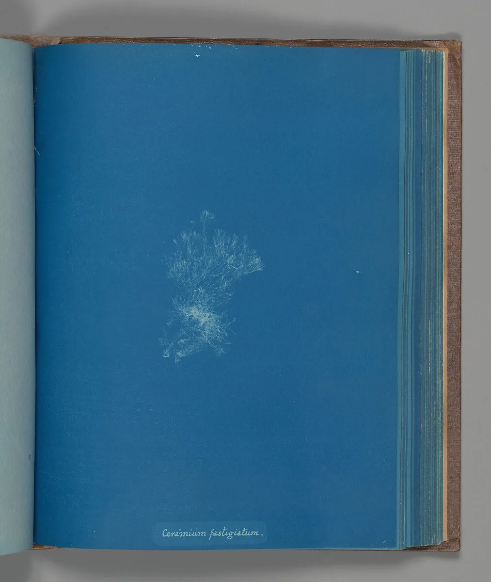 Ceramium fastigiatum — Anna Atkins