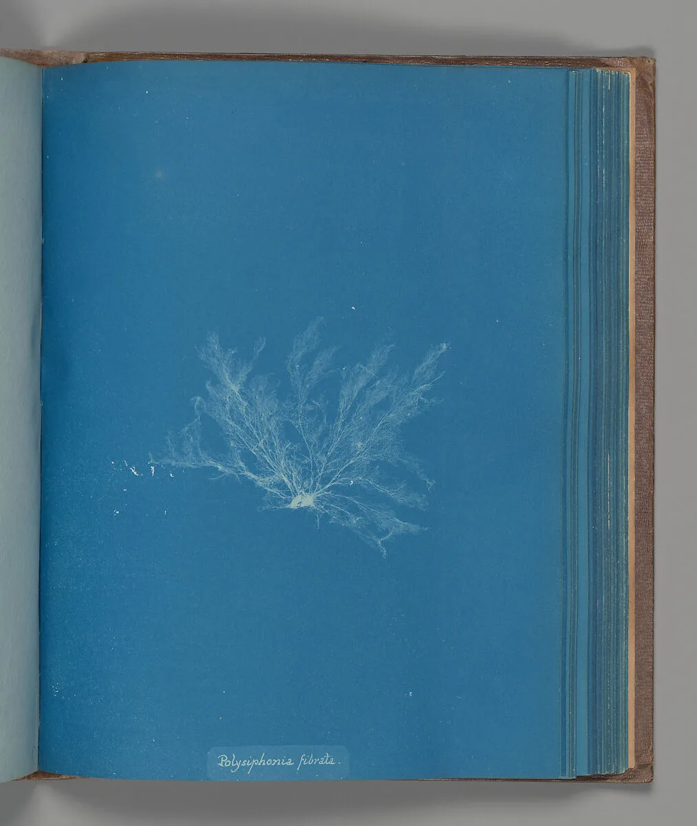 Polysiphonia fibrata — Anna Atkins