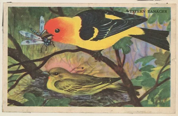 Western Tanager, bakery card from the California Bird Pictures series (D39-2), issued by the Gordon Bread Company — Gordon Bread Company