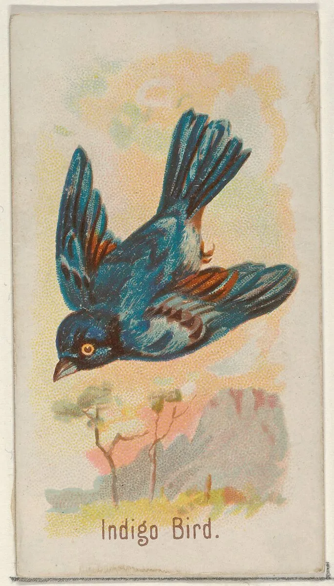 Indigo Bird, from the Song Birds of the World series (N23) for Allen & Ginter Cigarettes — George S. Harris & Sons|Allen & Ginter