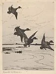 Ducks Alighting