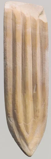 Shell fragment