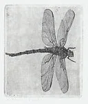 Dragonfly (Libelle) — Charles Donker