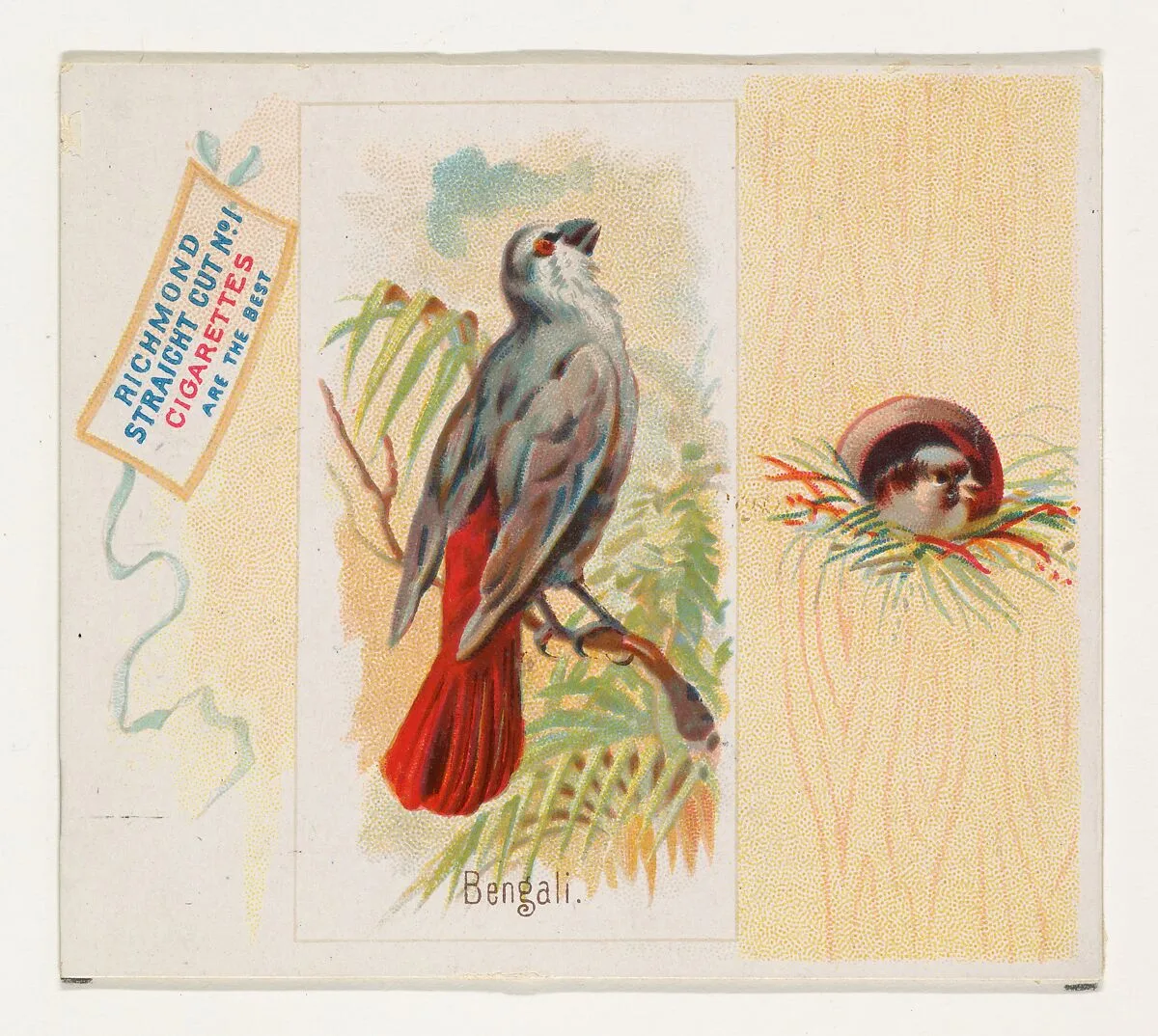 Bengali, from the Song Birds of the World series (N42) for Allen & Ginter Cigarettes — Allen & Ginter|George S. Harris & Sons