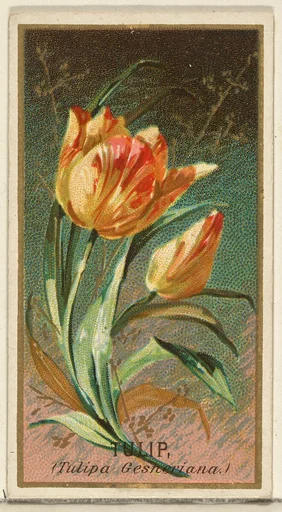Tulip (Tulipa Gesheriana), from the Flowers series for Old Judge Cigarettes
