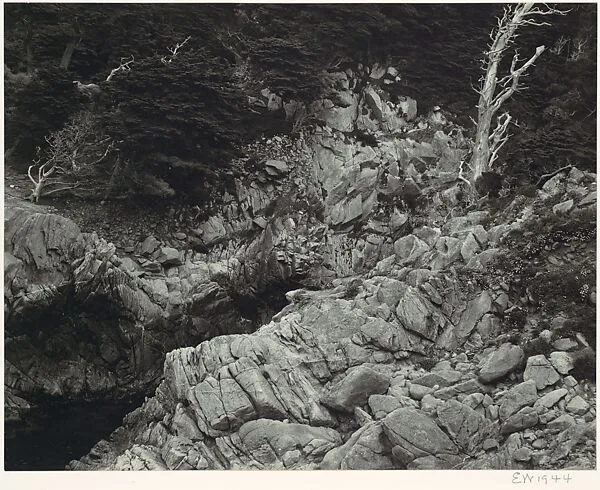 Point Lobos — Edward Weston