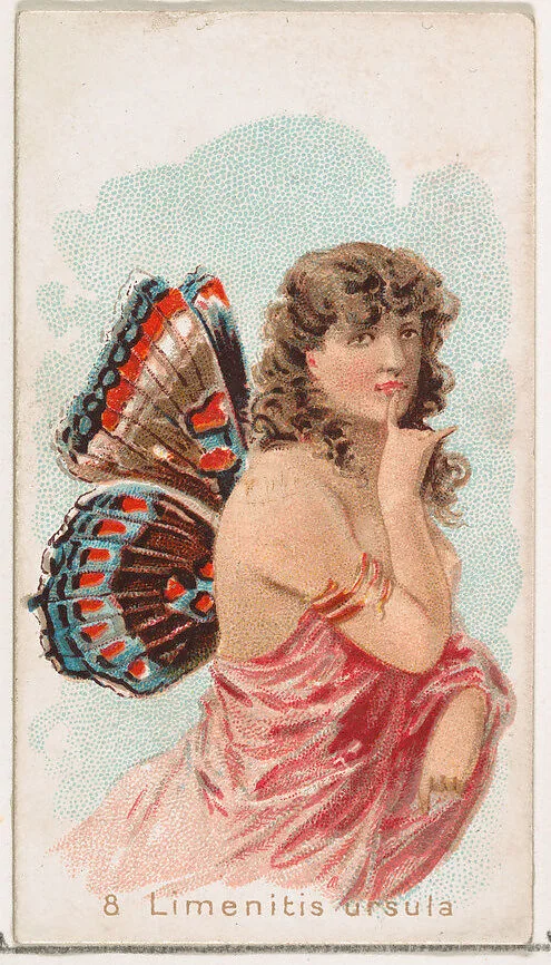 Card 8, Limenitis Ursula, from the Butterflies series (N183) issued by Wm. S. Kimball & Co. — William S. Kimball & Company|Julius Bien
