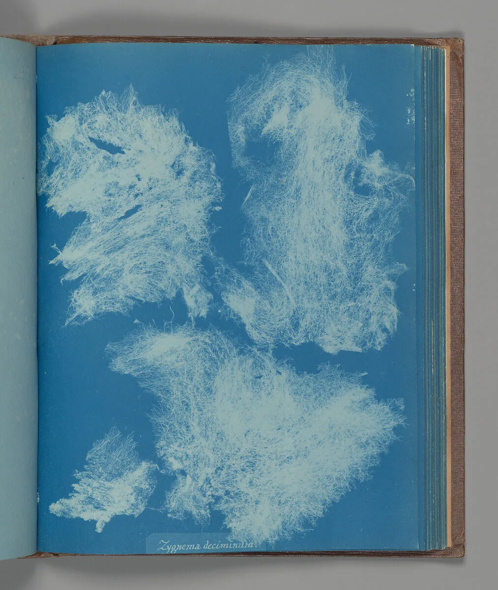 Zygnema deciminum — Anna Atkins