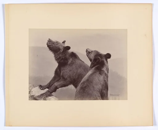[Two Bears]