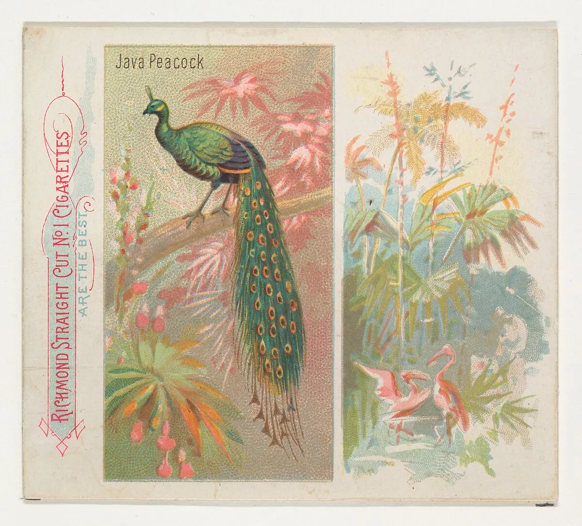 Java Peacock, from Birds of the Tropics series (N38) for Allen & Ginter Cigarettes — Allen & Ginter|George S. Harris & Sons