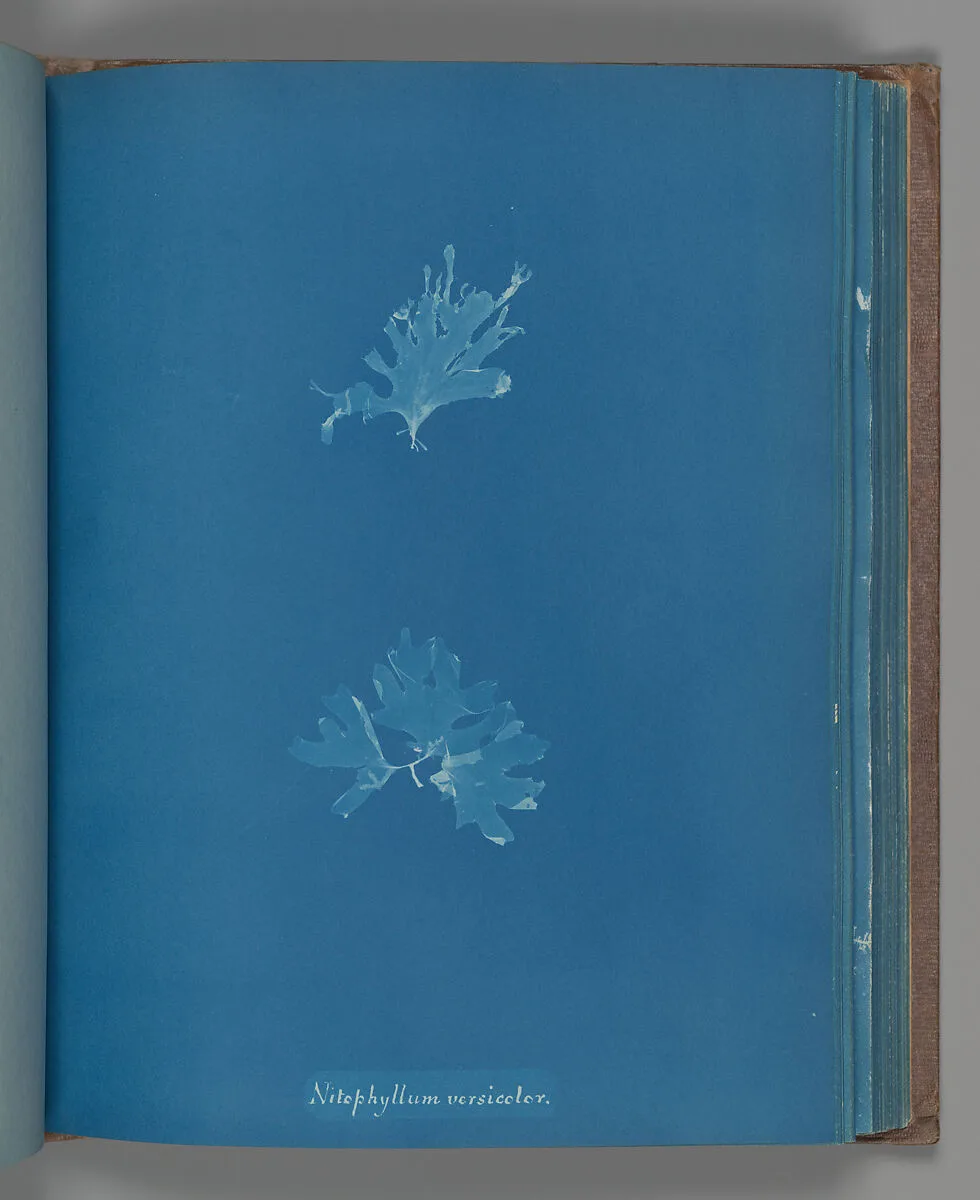 Nitophyllum versicolor — Anna Atkins