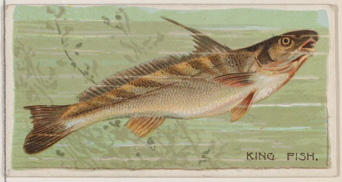King Fish, from the series Fishers and Fish (N74) for Duke brand cigarettes — W. Duke, Sons & Co.|Knapp & Company