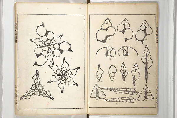 貝殻断面図案|Shell Motifs (Kaigara dammen zuan) 貝殻断面図案 — Yoichirō Hirase 平瀬 與一郎