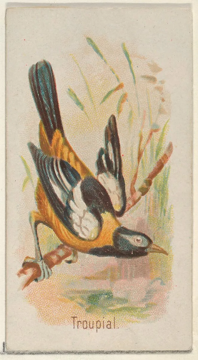 Troupial, from the Song Birds of the World series (N23) for Allen & Ginter Cigarettes — George S. Harris & Sons|Allen & Ginter