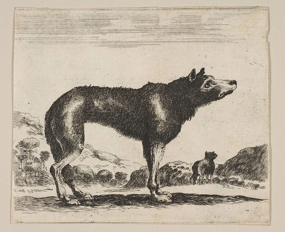 Plate 20: Wolf, from "Various animals" (Diversi animali) — Stefano della Bella|Anonymous, 17th century